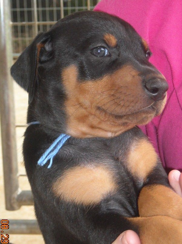 black male doberman pup