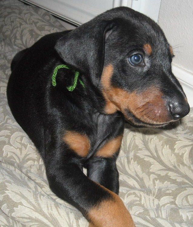 black male doberman pup