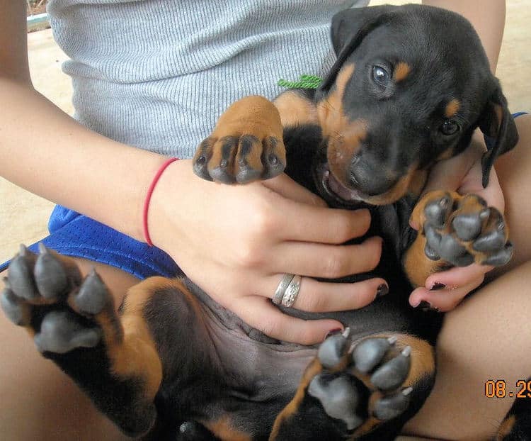 black male doberman pup