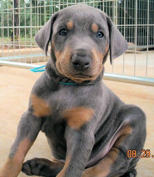 blue male doberman pup