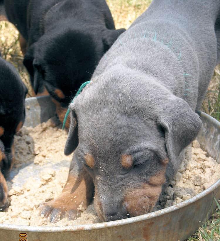 blue male doberman pup