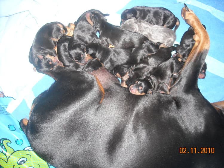 day old dobe puppies
