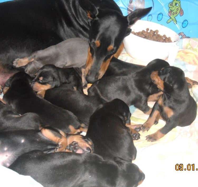 3week old dobe puppies