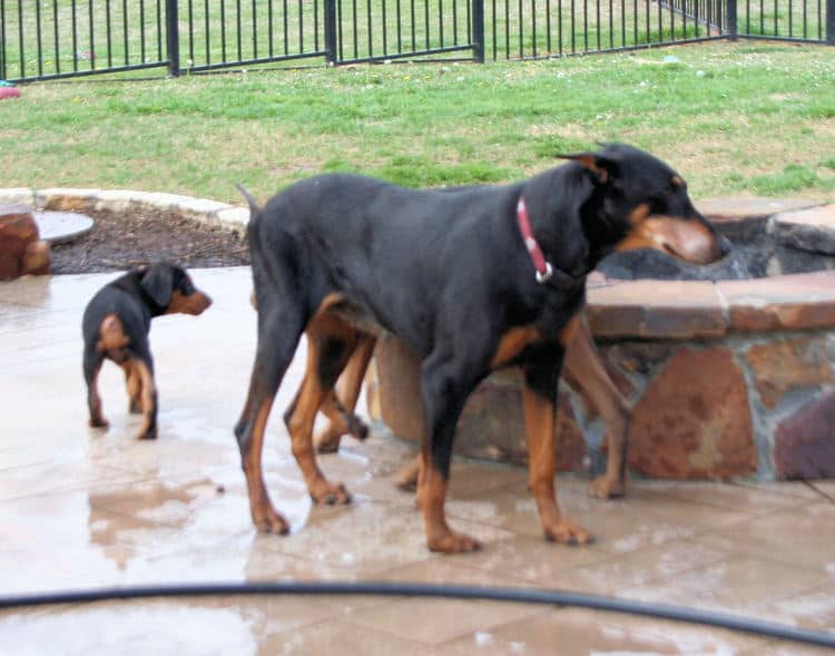 7 week old doberman pups with great grandma (Click on pic to go to grandma's page)