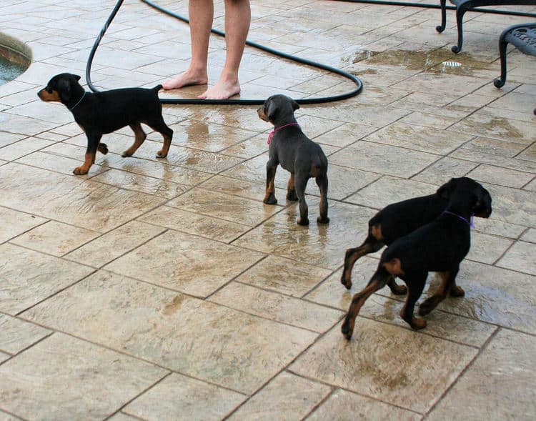 7 week old doberman pups with great grandma (Click on pic to go to grandma's page)