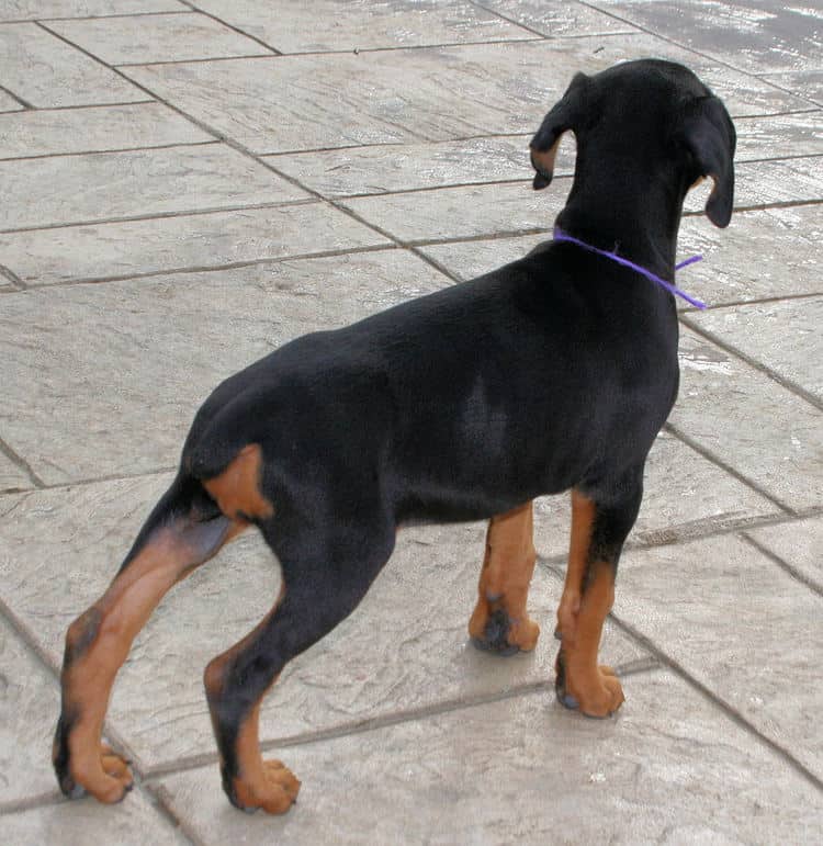 7 week old black & rust doberman female puppy