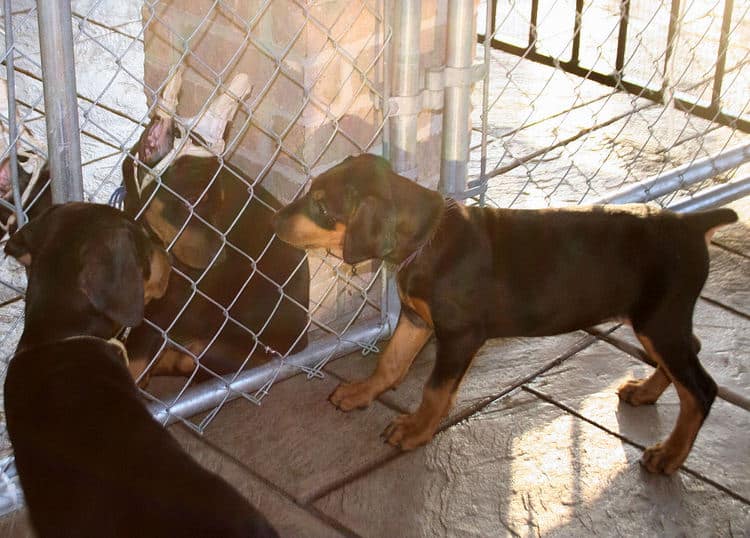 8 week old black & rust doberman pups