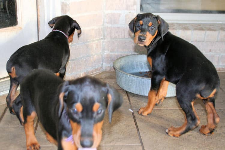 8 week old black & rust doberman pups