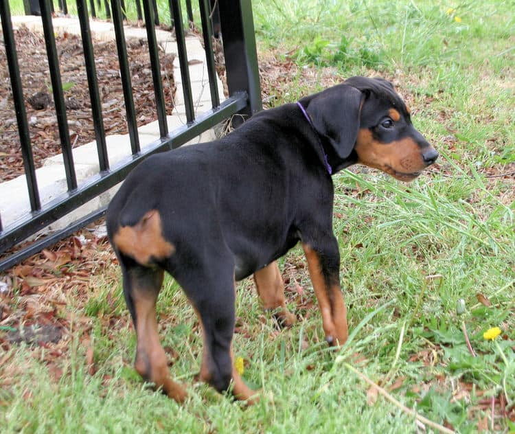 9 week old black & rust doberman female puppy