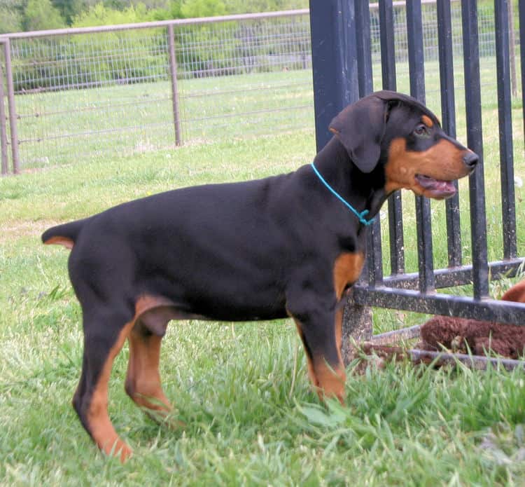9 week old black & rust doberman male puppy
