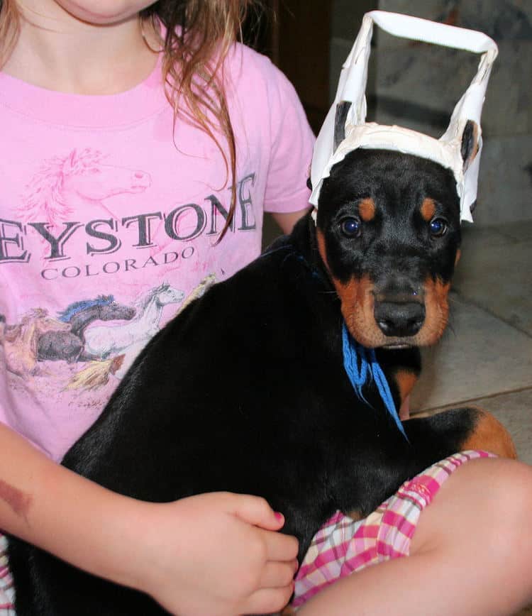 cropped black and rust male dobe pup