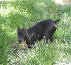 Doberman pinscher