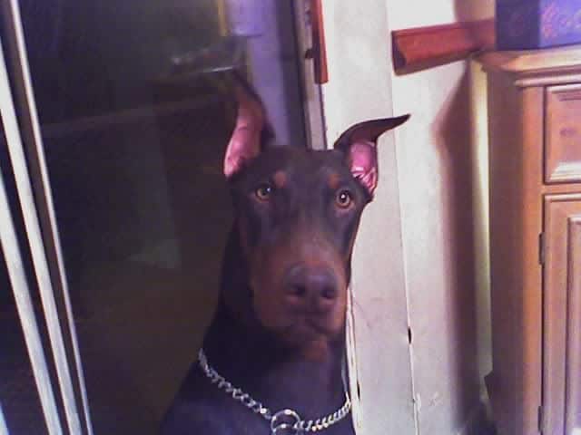 doberman 6 month old male pup