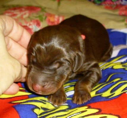 Doberman puppy