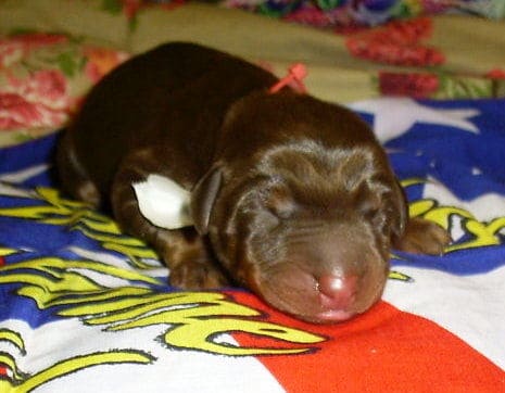 dobie pups