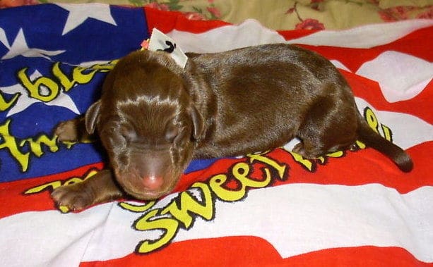 dobie pups