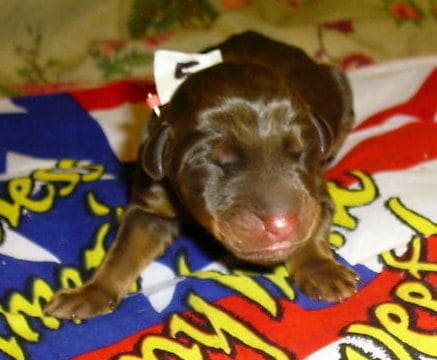 dobie pups