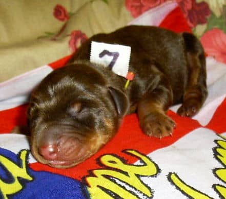 dobie pups