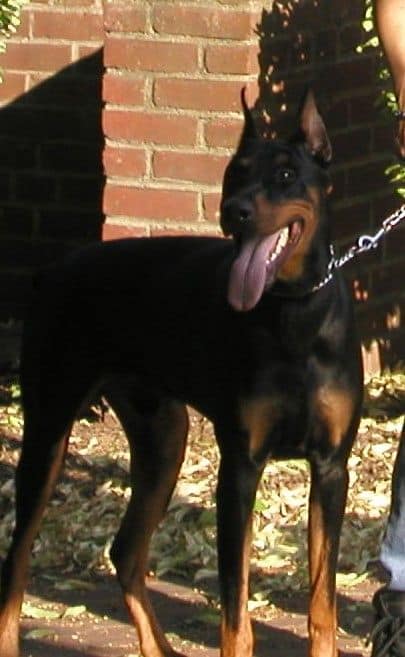 Doberman Pinscher