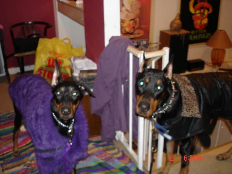 Dobermans