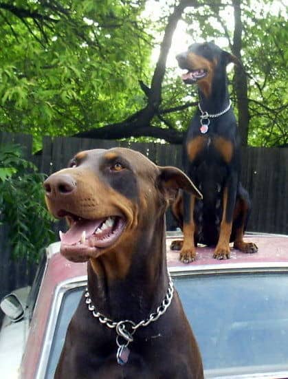 Doberman Pinscher parents