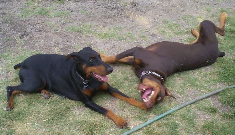 doberman parents