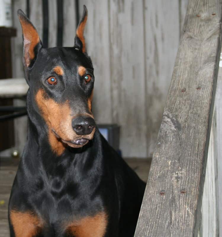 Doberman dam