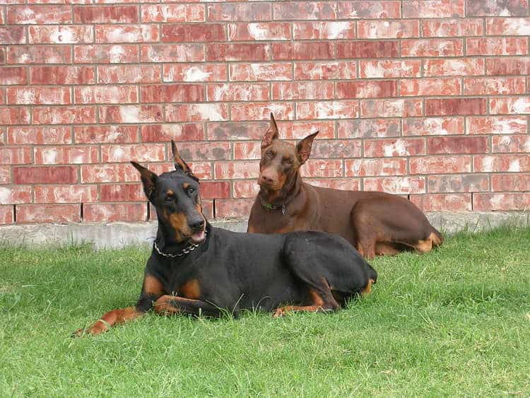 red and rust female doberman and her black and rust mother
