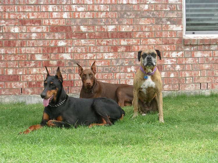 red and rust female doberman and her black and rust mother and boxer