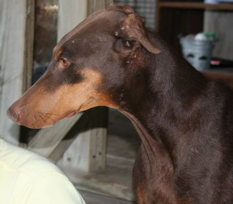 doberman female adult