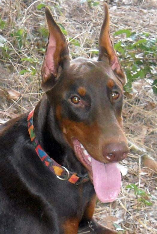 red female doberman mother