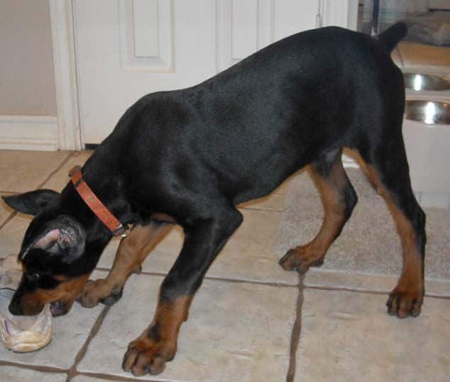 Black and rust male doberman sire