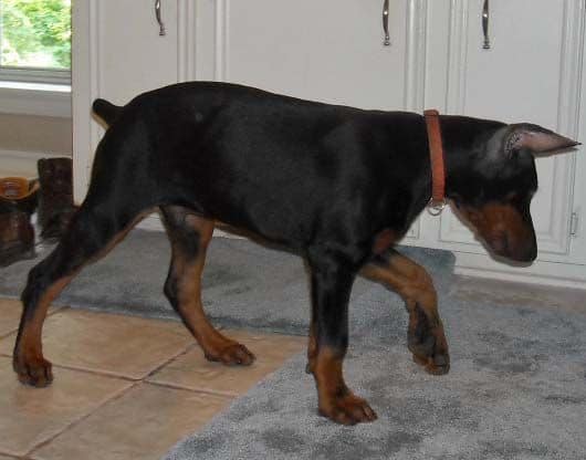 Black and rust male doberman sire