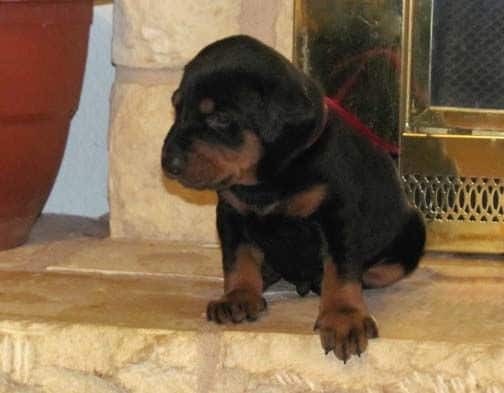 Black and rust male doberman sire