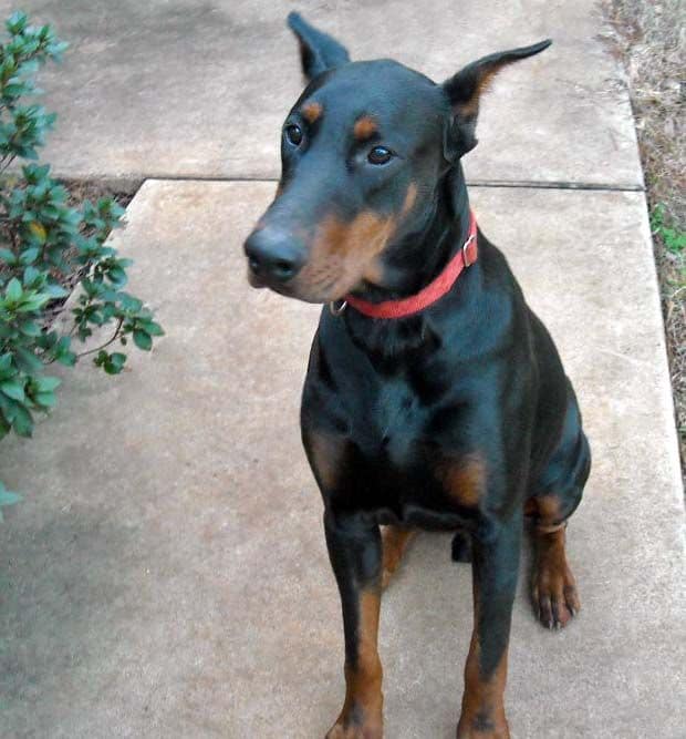 Black and rust male doberman sire