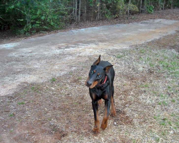 Black and rust male doberman sire