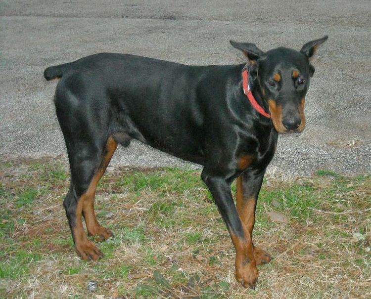 Black and rust male doberman sire