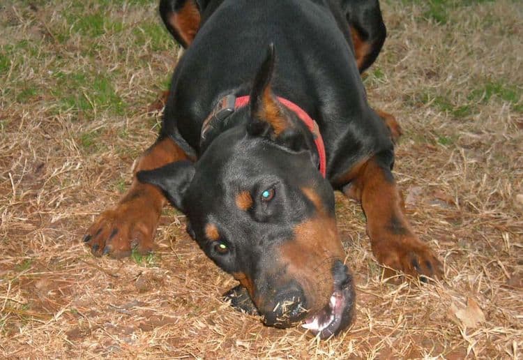 Black and rust male doberman sire