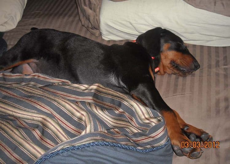 Black and rust male doberman sire