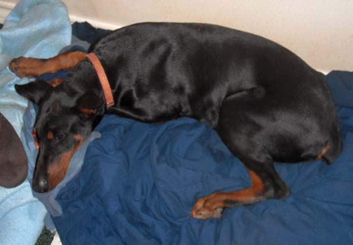 Black and rust male doberman sire