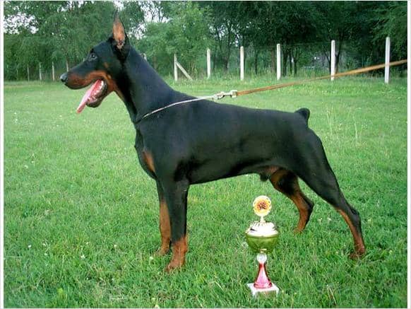 champion black and rust male doberman sire