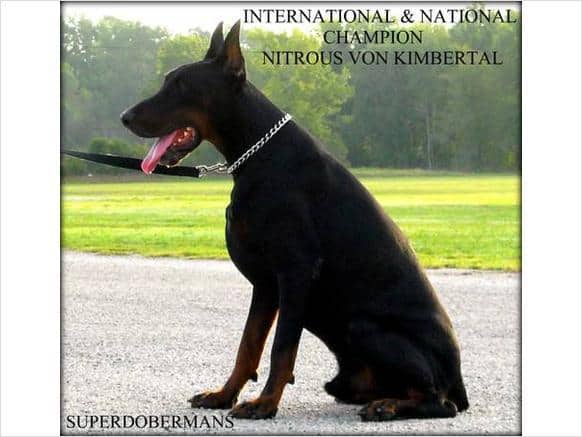 champion black and rust male doberman sire