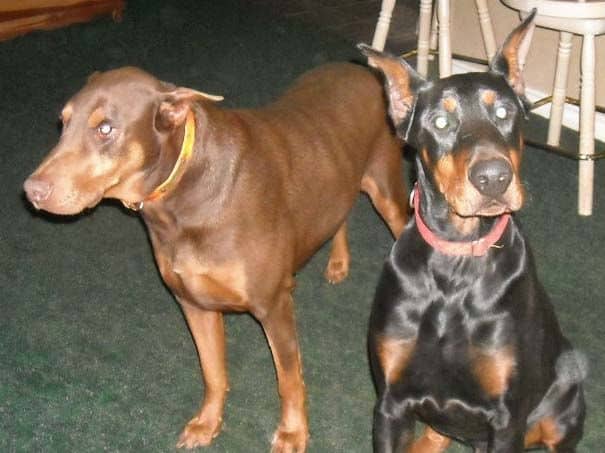 Black and rust male doberman sire with Pyro (red and rust male doberman)