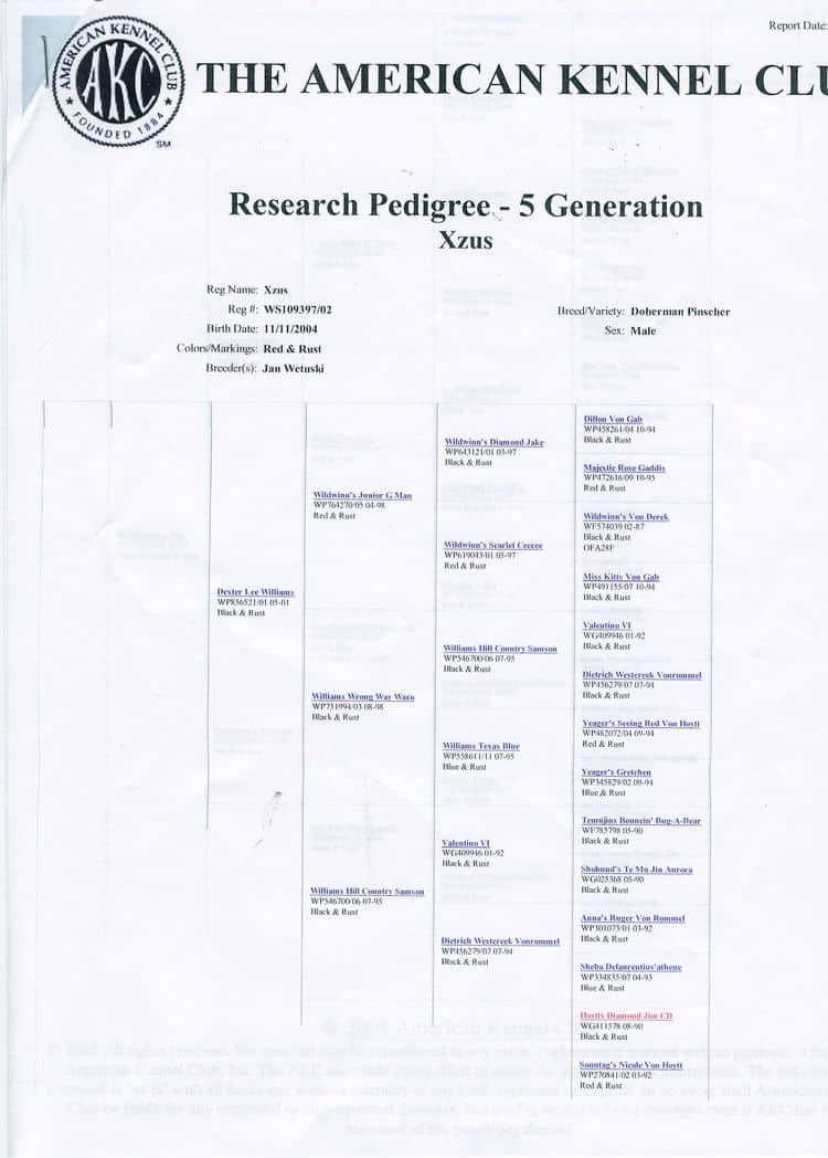 doberman sire's pedigree - Xzus