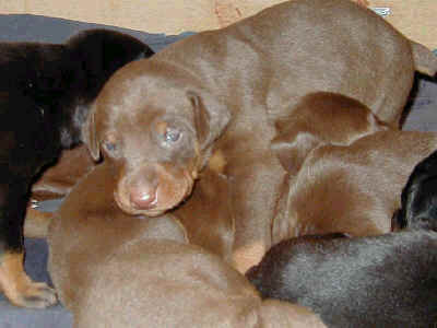 2 week old doberman pinscher puppies