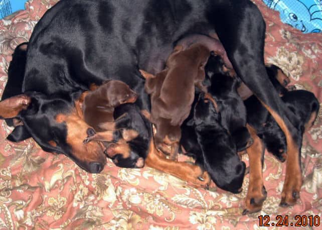 two week old doberman puppies blacks and reds