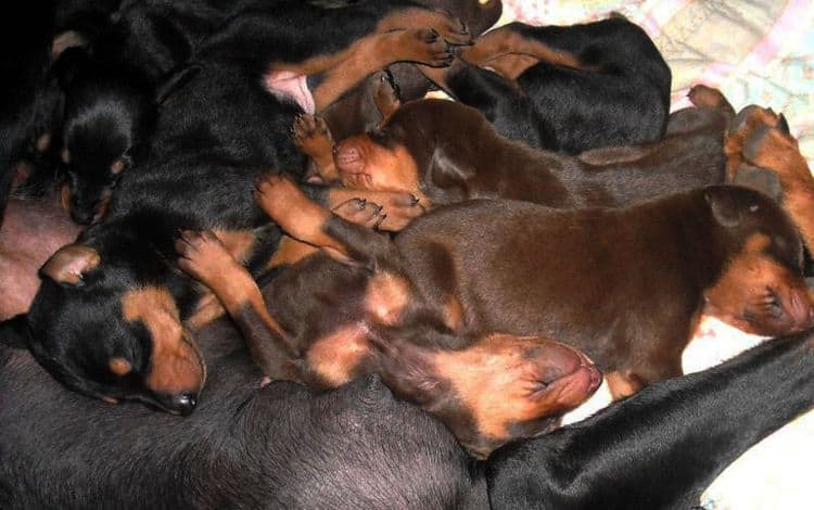 three week old doberman puppies blacks and reds