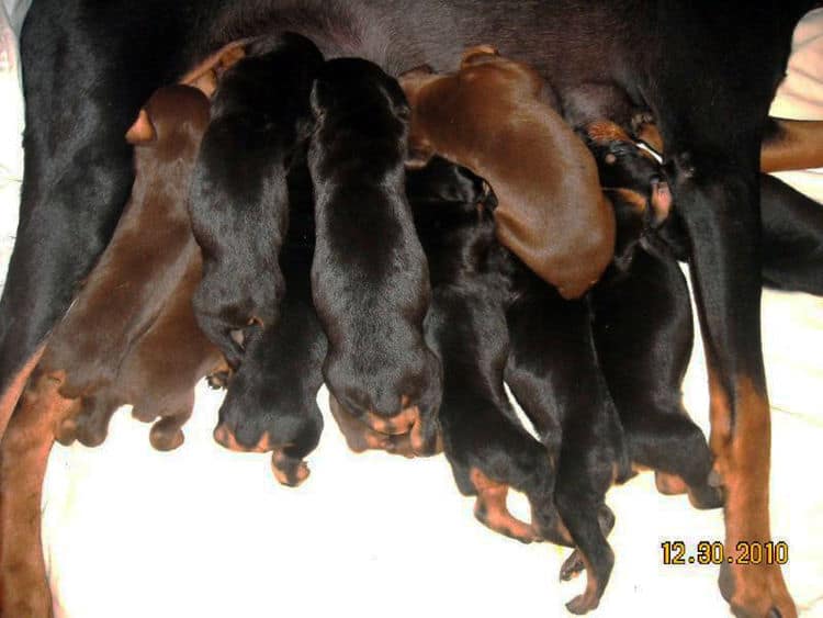 three week old doberman puppies blacks and reds
