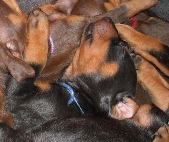 5 week old black/rust and red/rust doberman pups