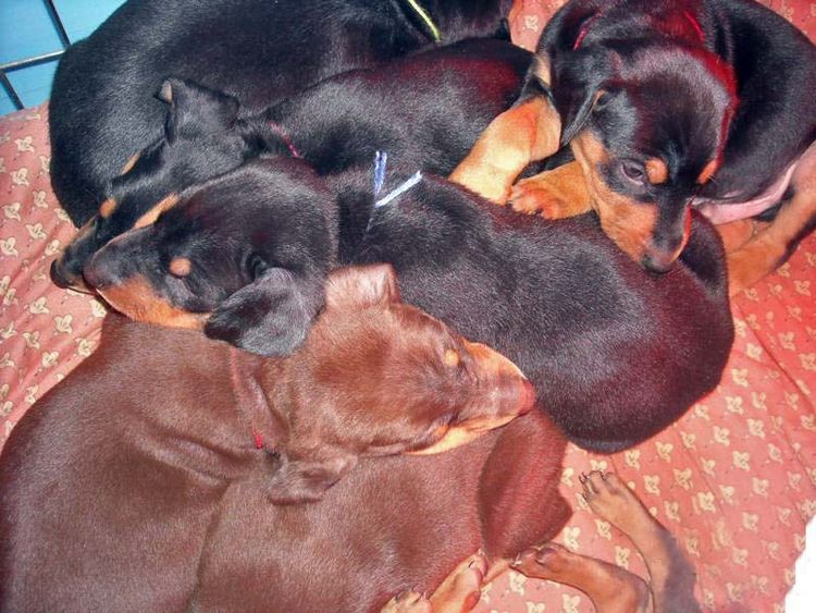 5 week old black/rust and red/rust doberman pups